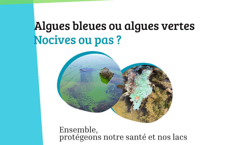 Algues bleues et algues vertes, nocives ou pas ?